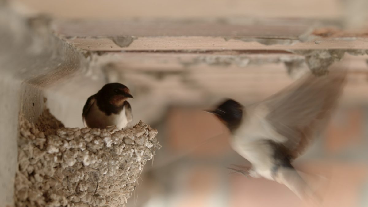 PEL·LÍCULA CASA REYNAL